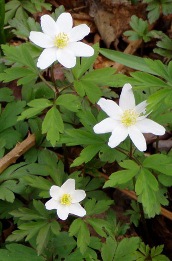 Anemone nemorosa (Wood Anemone)