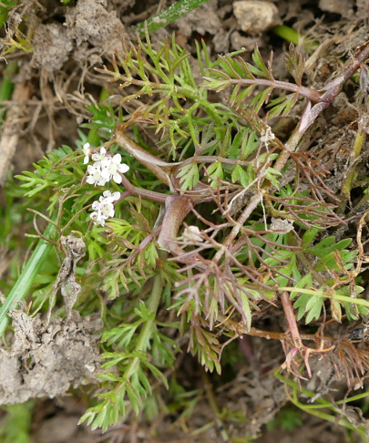 Helosciadium inundatum (Lesser Marshwort)