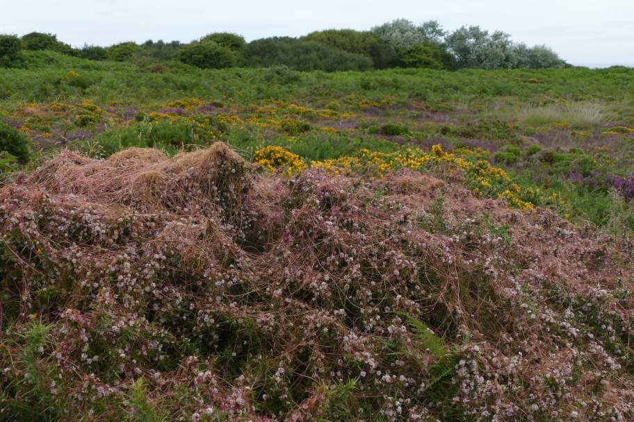 Cuscuta epithymum (Dodder)