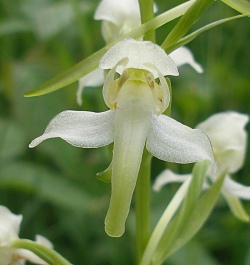 Hampshire Flora Group