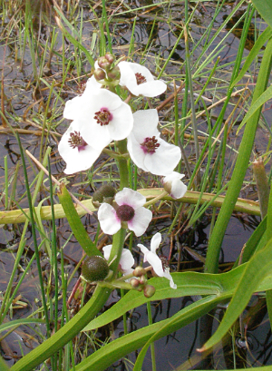 Sagittaria sagittifolia (Arrowhead)